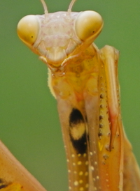 European Mantis